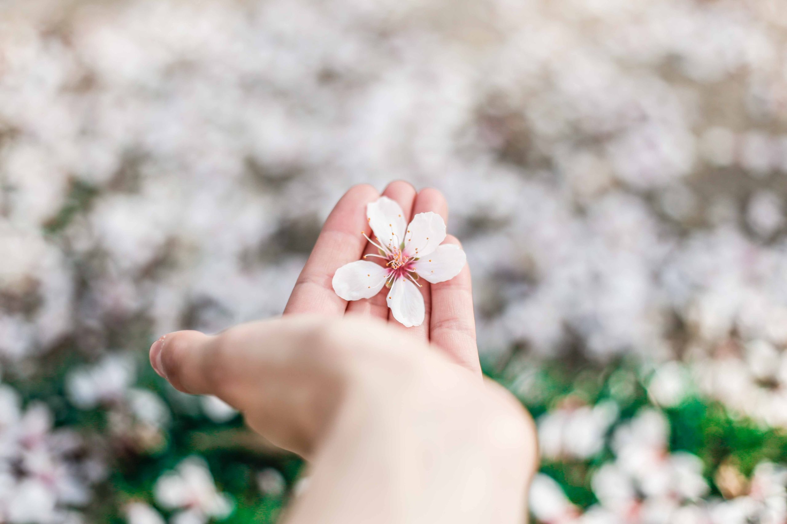 Fleur cerisier main